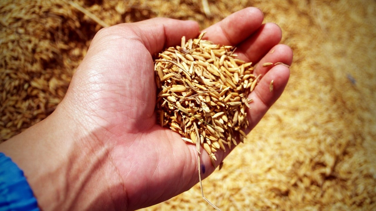 Eksport ziarna zbóż wzrósł o 58% r/r do 5,5 mln ton od VII 2020 do I 2021 –  Inwestycje.pl